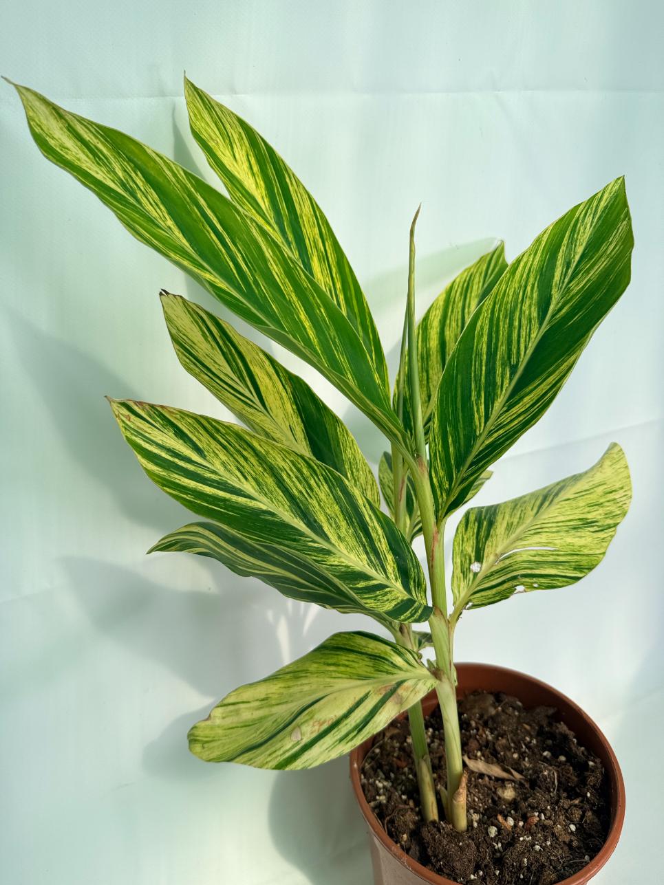 Alpinia Speciosa VARIEGATA XL 03