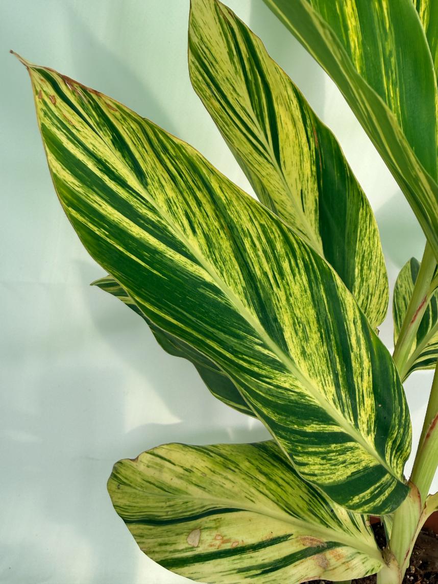 Alpinia Speciosa VARIEGATA XL 04