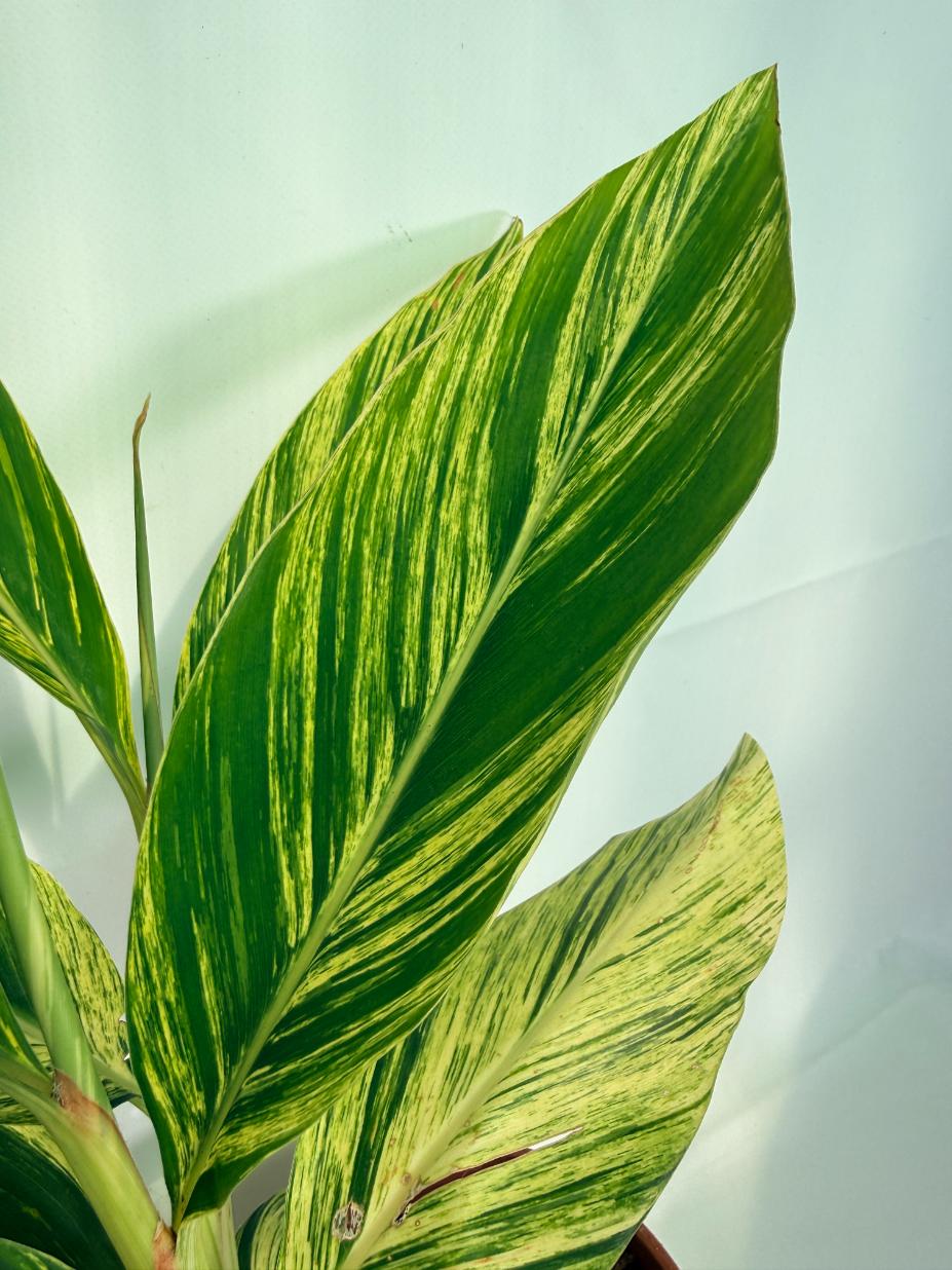 Alpinia Speciosa VARIEGATA XL 05