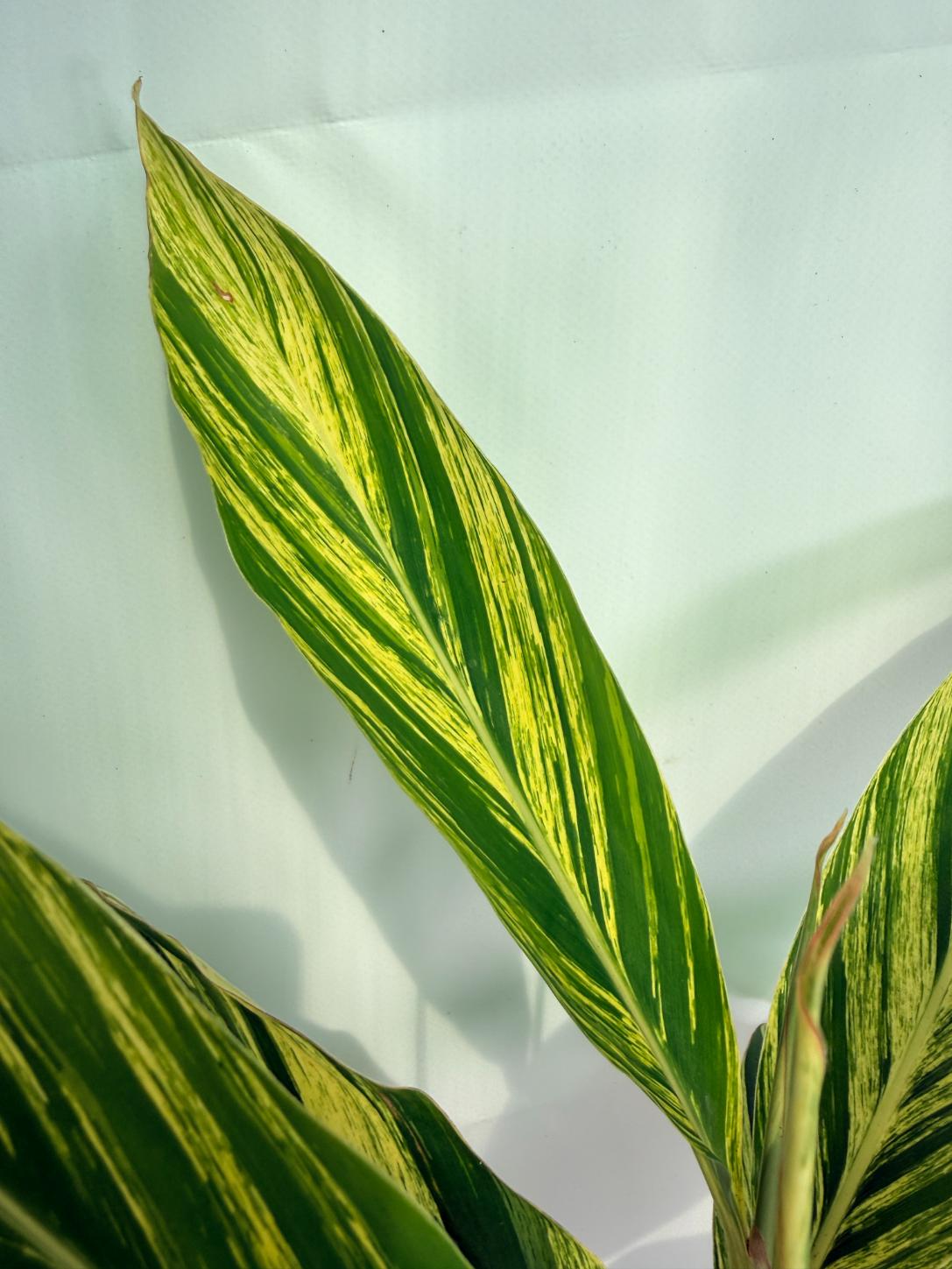 Alpinia Speciosa VARIEGATA XL 06