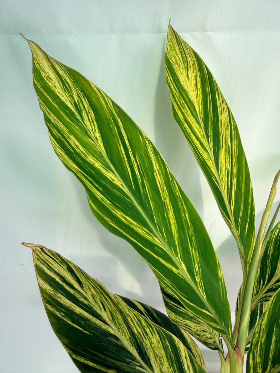 Alpinia Speciosa VARIEGATA XL 07