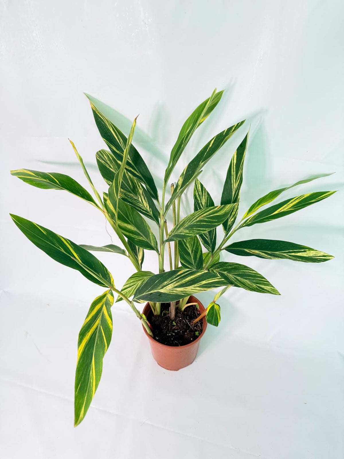 Alpinia Speciosa VARIEGATA XL 08