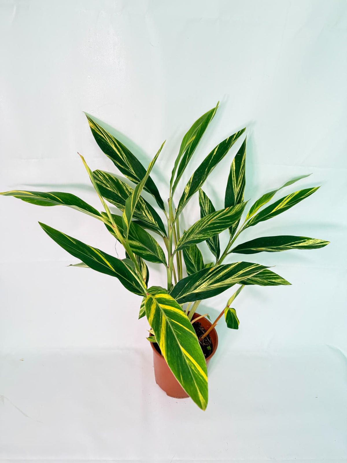 Alpinia Speciosa VARIEGATA XL 01