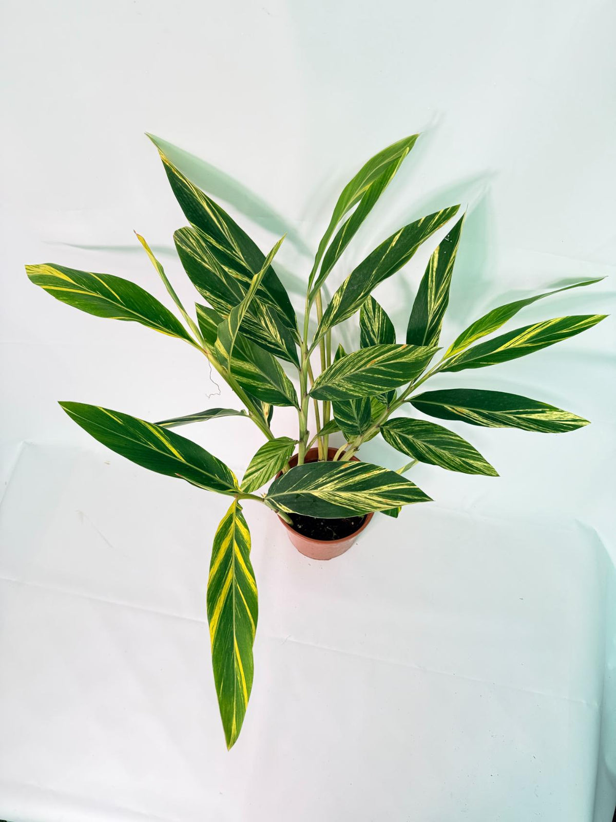 Alpinia Speciosa VARIEGATA XL 10