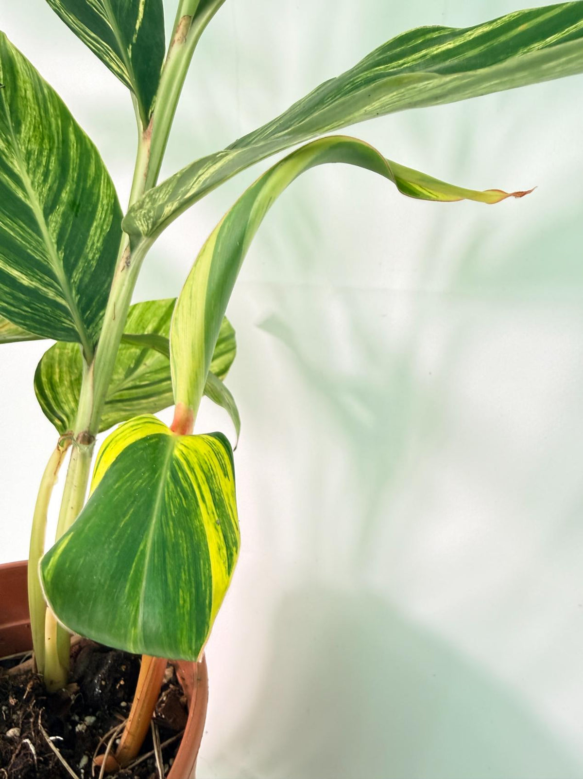 Alpinia Speciosa VARIEGATA XL 11