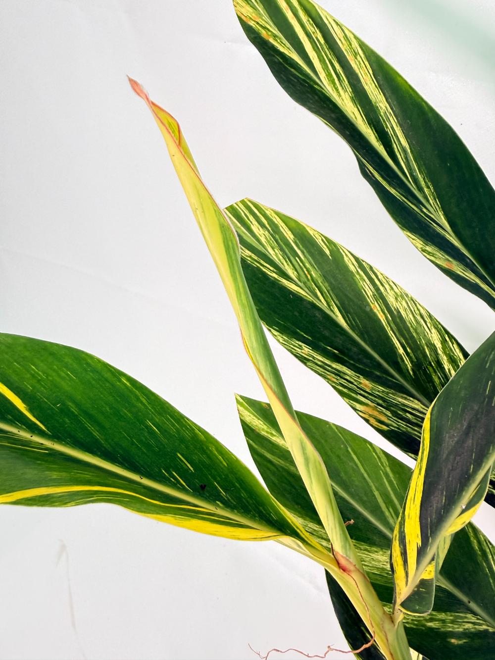 Alpinia Speciosa VARIEGATA XL 12