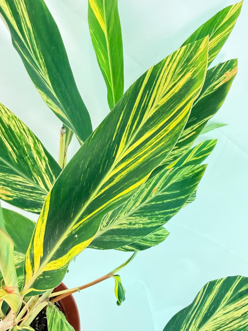 Alpinia Speciosa VARIEGATA XL 13
