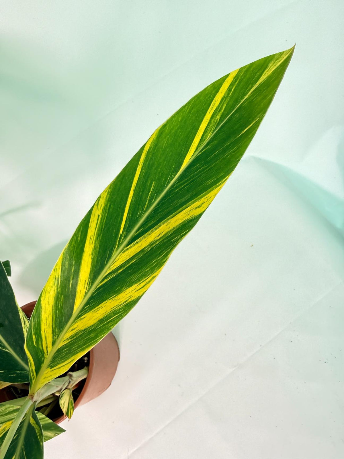 Alpinia Speciosa VARIEGATA XL 14
