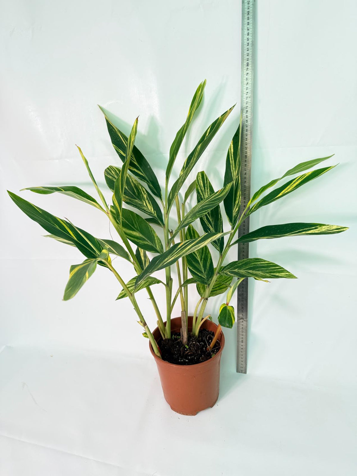 Alpinia Speciosa VARIEGATA XL 15