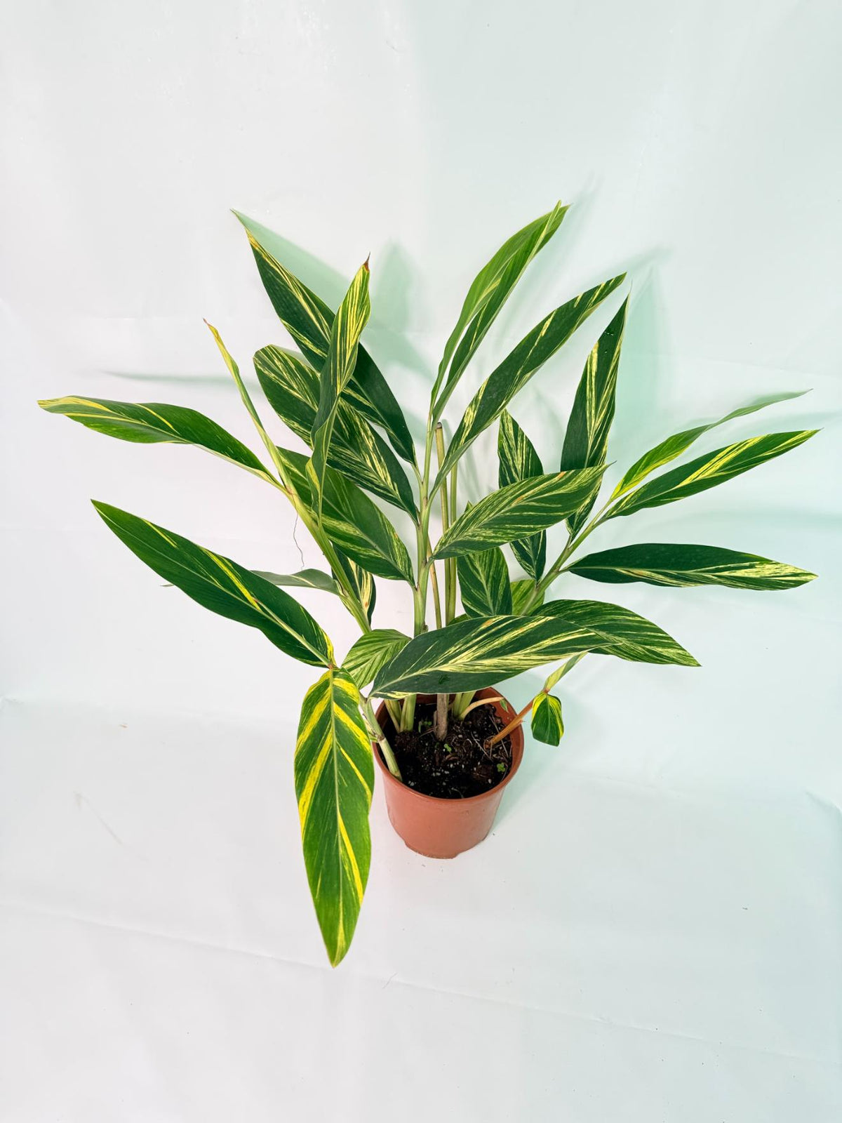 Alpinia Speciosa VARIEGATA XL 9
