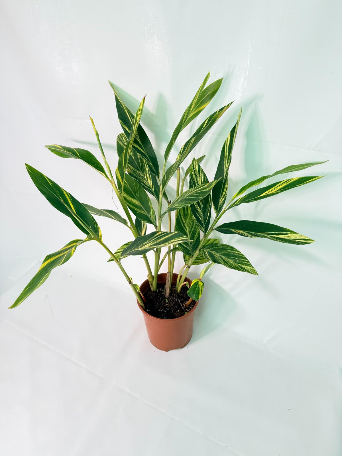 Alpinia Speciosa VARIEGATA XL 02