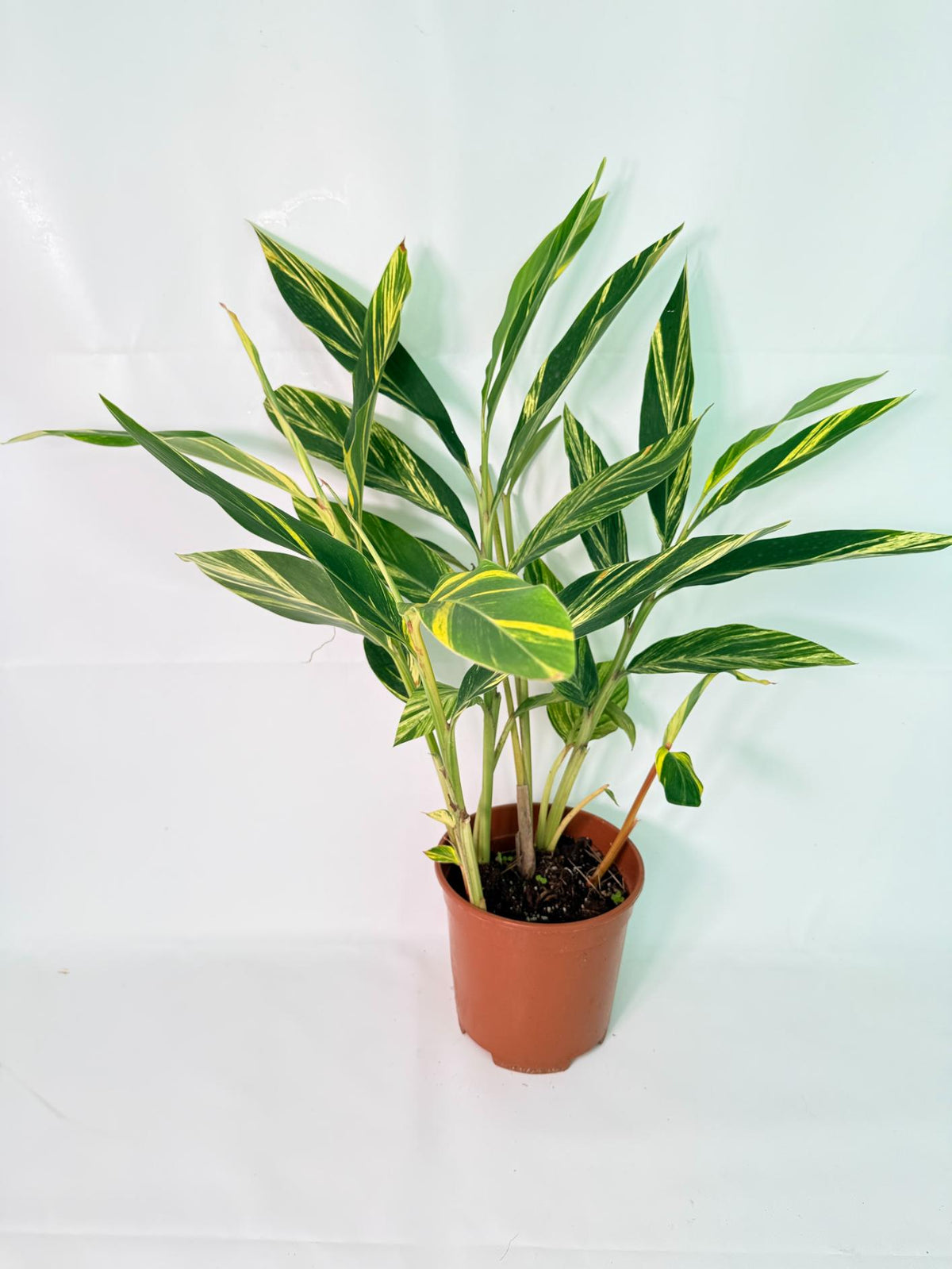 Alpinia Speciosa VARIEGATA XL 03
