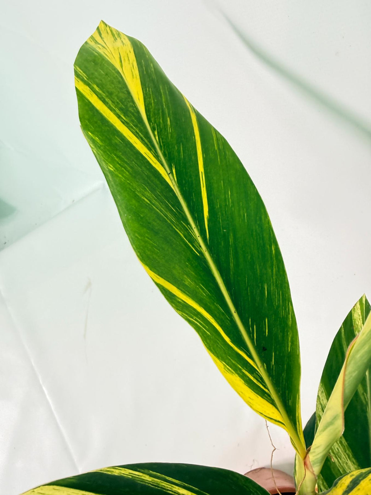 Alpinia Speciosa VARIEGATA XL 04