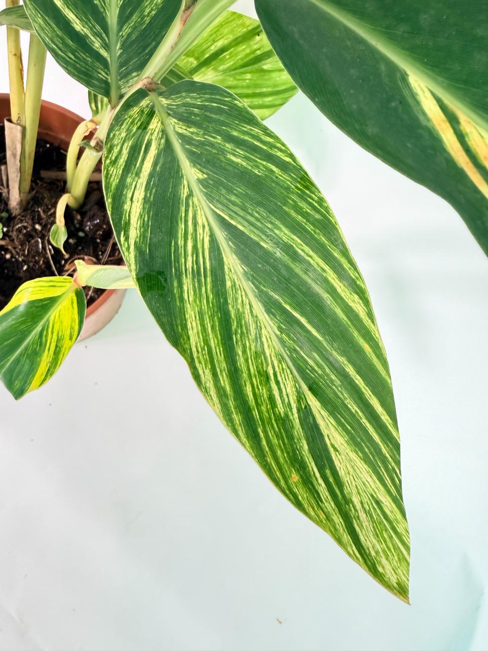 Alpinia Speciosa VARIEGATA XL 05