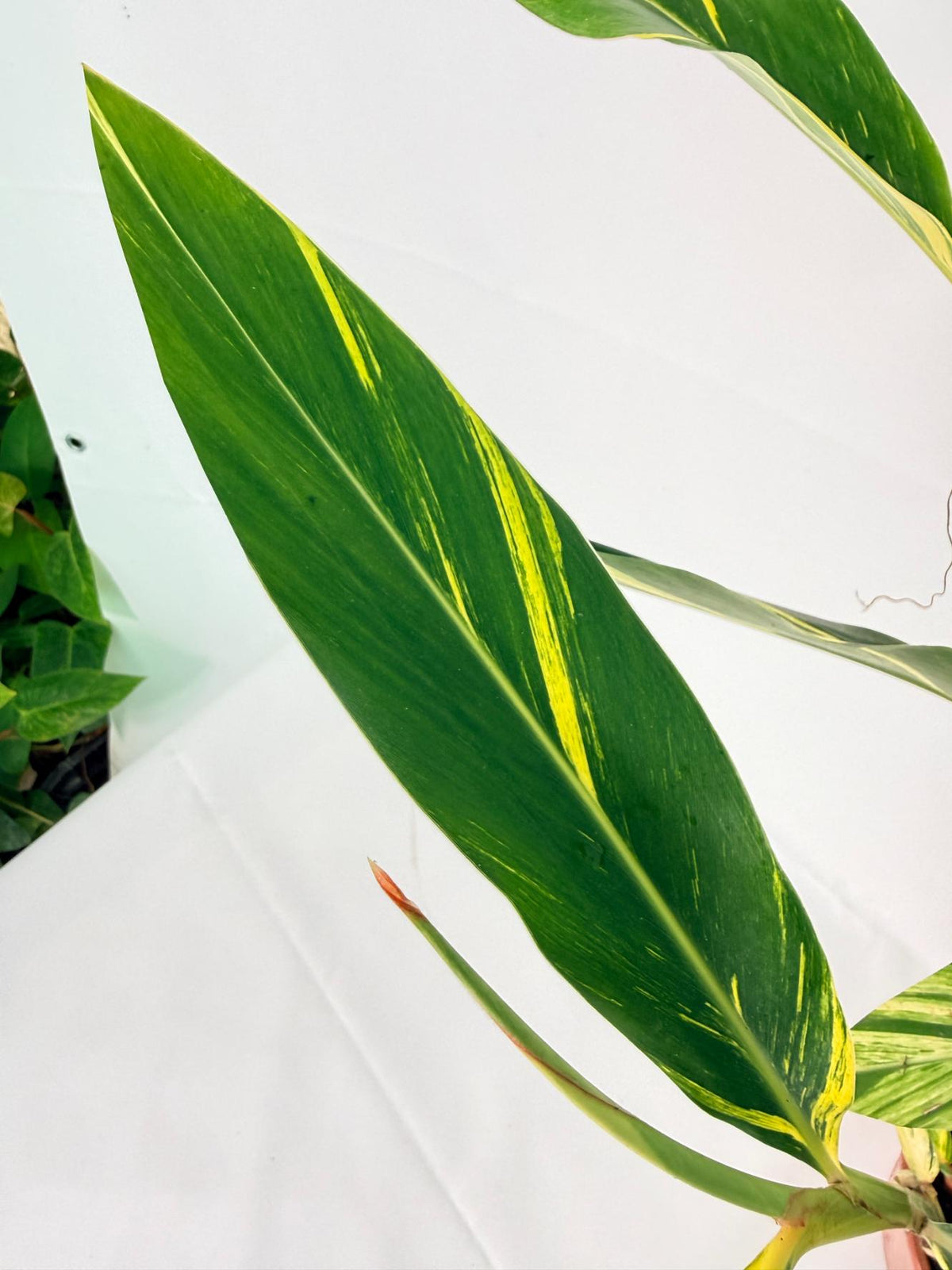 Alpinia Speciosa VARIEGATA XL 6