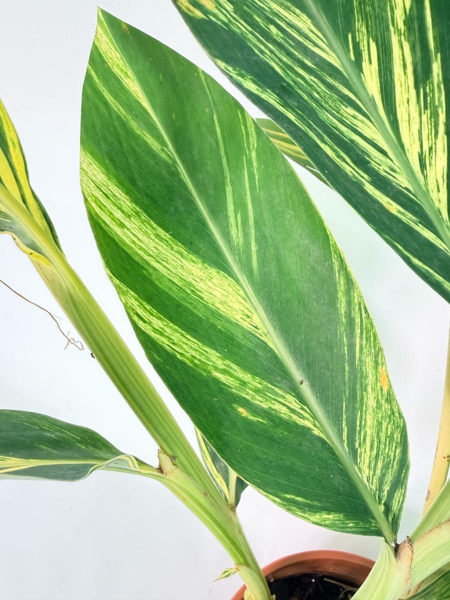 Alpinia Speciosa VARIEGATA XL 07