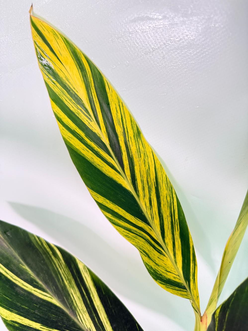 Alpinia Speciosa VARIEGATA XL 09