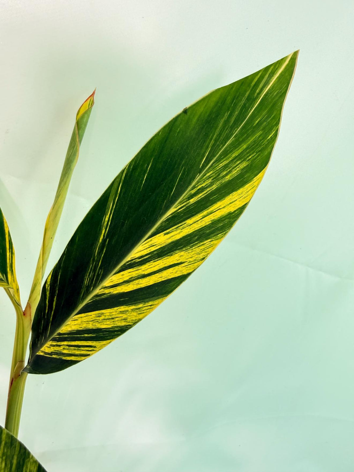 Alpinia Speciosa VARIEGATA XL 10