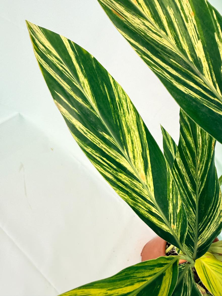Alpinia Speciosa VARIEGATA XL 11