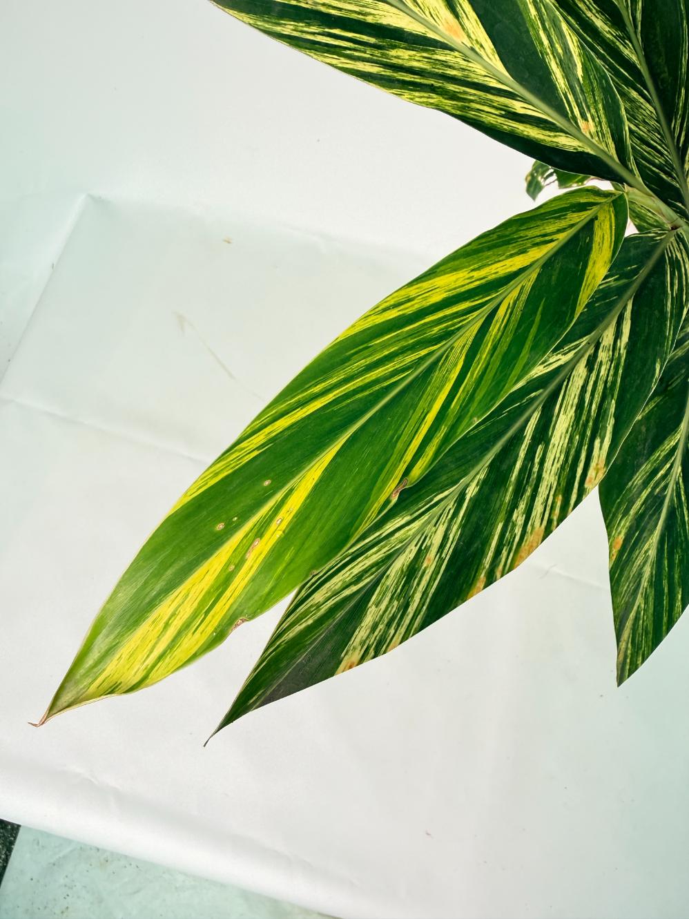 Alpinia Speciosa VARIEGATA XL 12