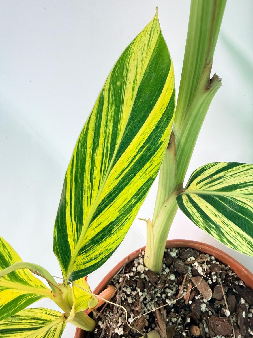 Alpinia Speciosa VARIEGATA XL 13