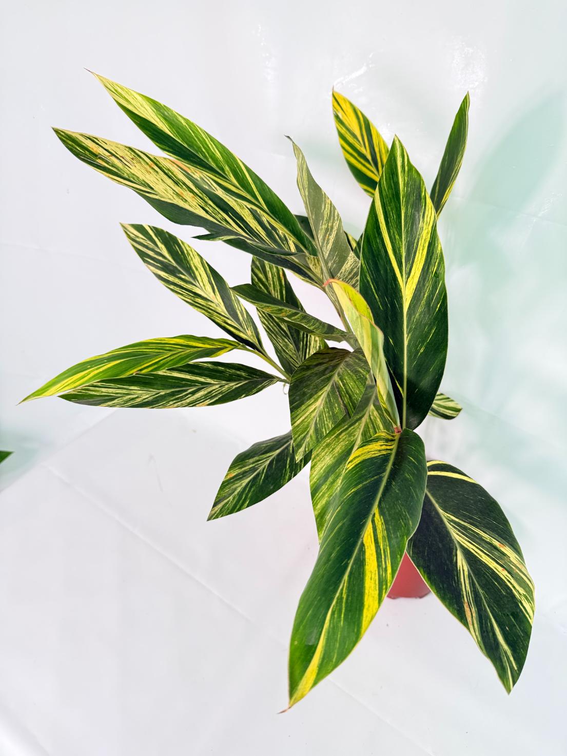 Alpinia Speciosa VARIEGATA XL 01