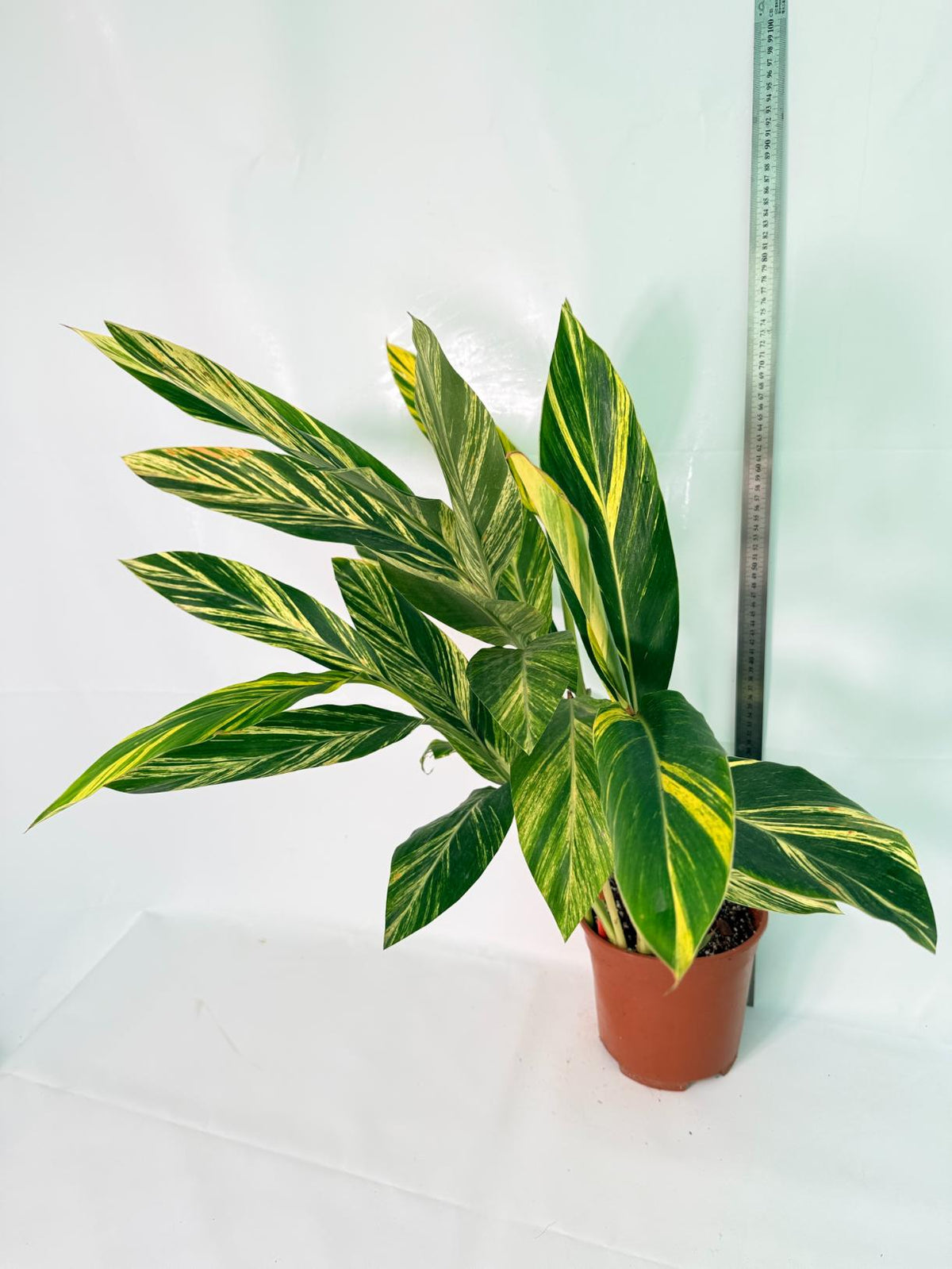 Alpinia Speciosa VARIEGATA XL 14
