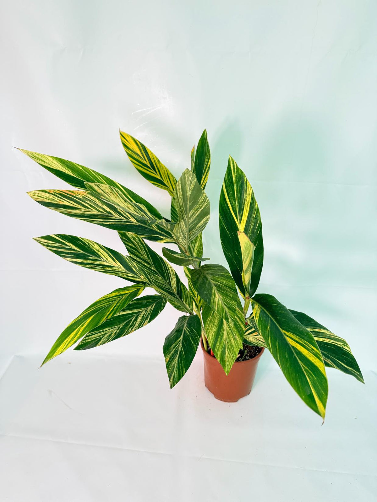 Alpinia Speciosa VARIEGATA XL 02