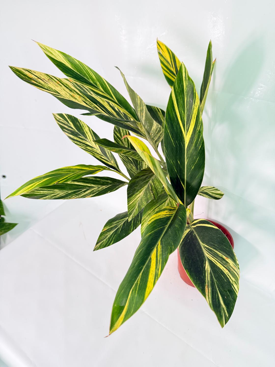 Alpinia Speciosa VARIEGATA XL 3