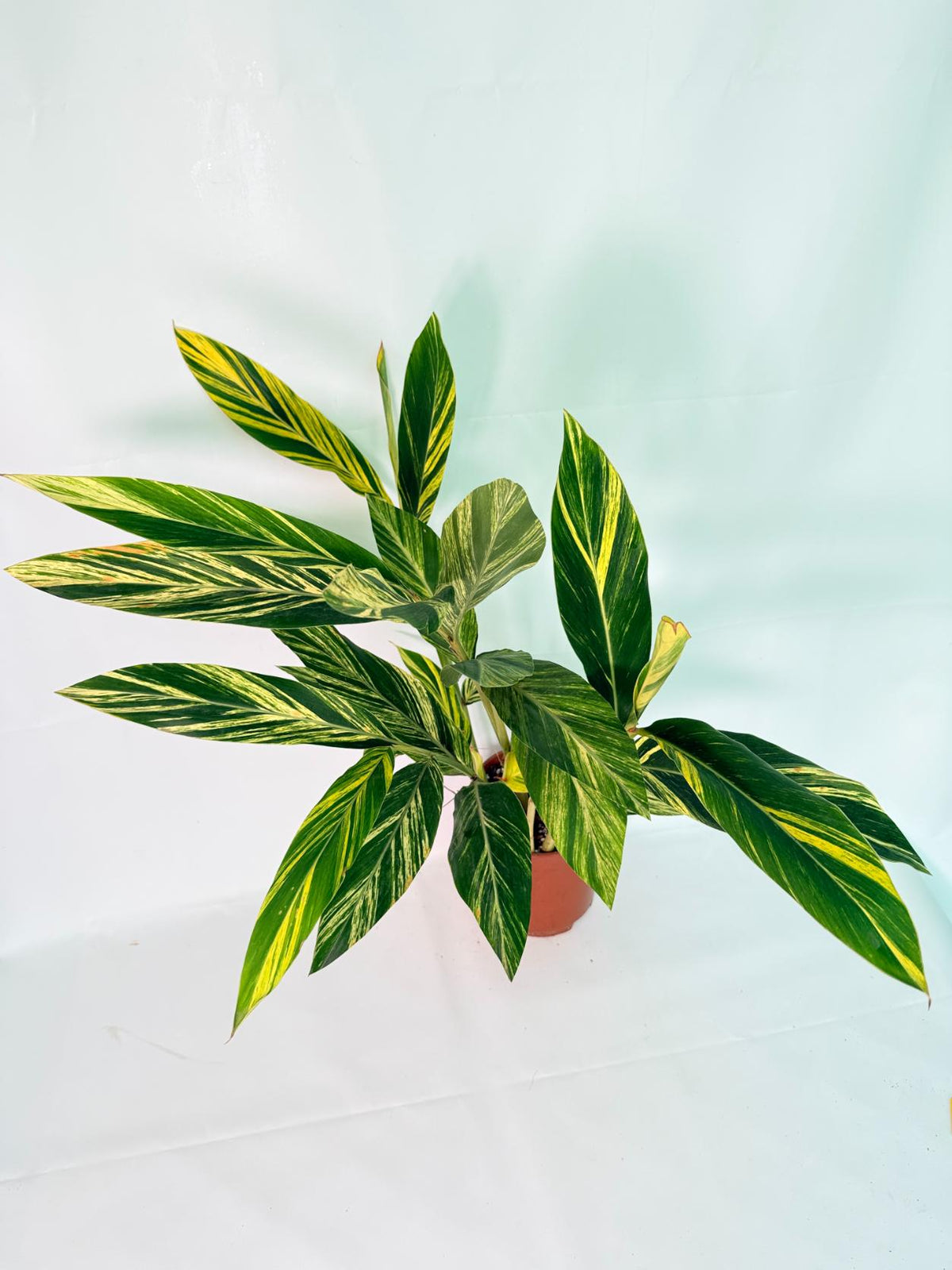 Alpinia Speciosa VARIEGATA XL 04
