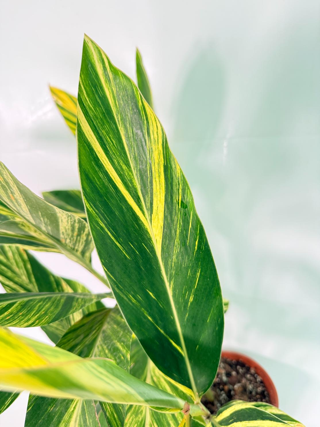 Alpinia Speciosa VARIEGATA XL 5