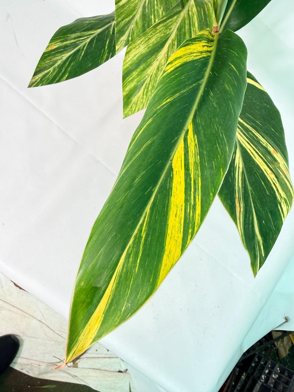 Alpinia Speciosa VARIEGATA XL 06