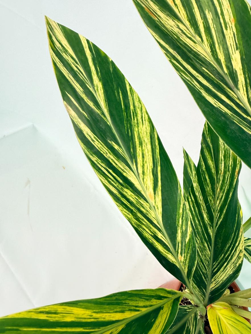 Alpinia Speciosa VARIEGATA XL 07