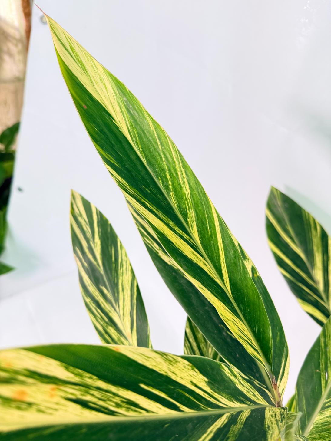 Alpinia Speciosa VARIEGATA XL 08