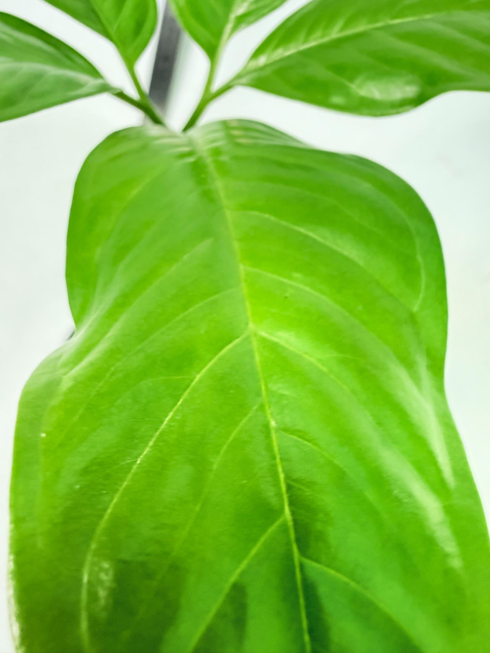 Amorphophallus Titanum 8