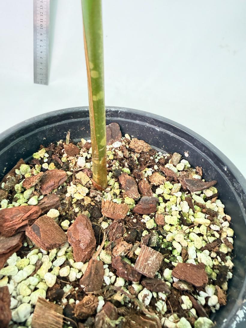Amorphophallus Titanum 9