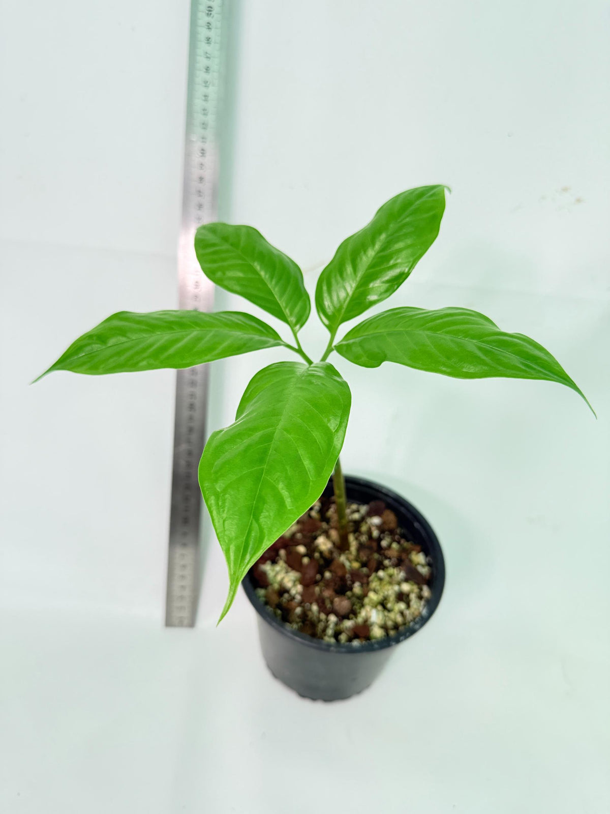 Amorphophallus Titanum 1