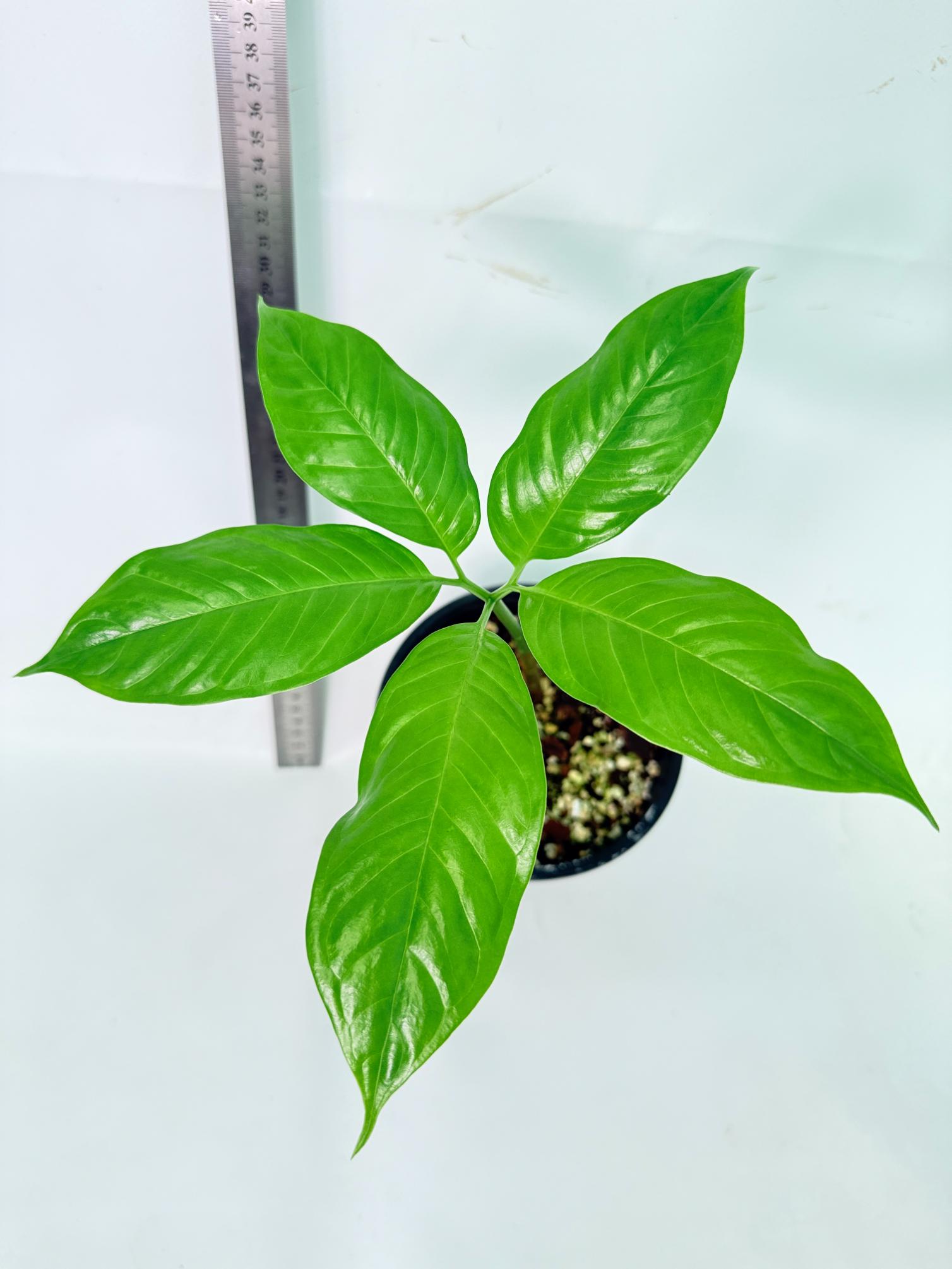 Amorphophallus Titanum 2