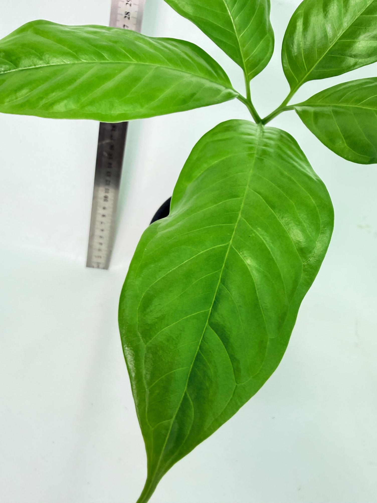 Amorphophallus Titanum 3