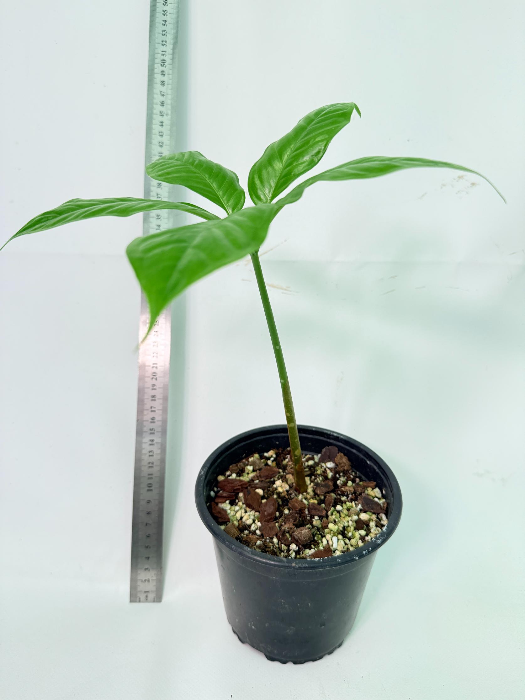Amorphophallus Titanum 5