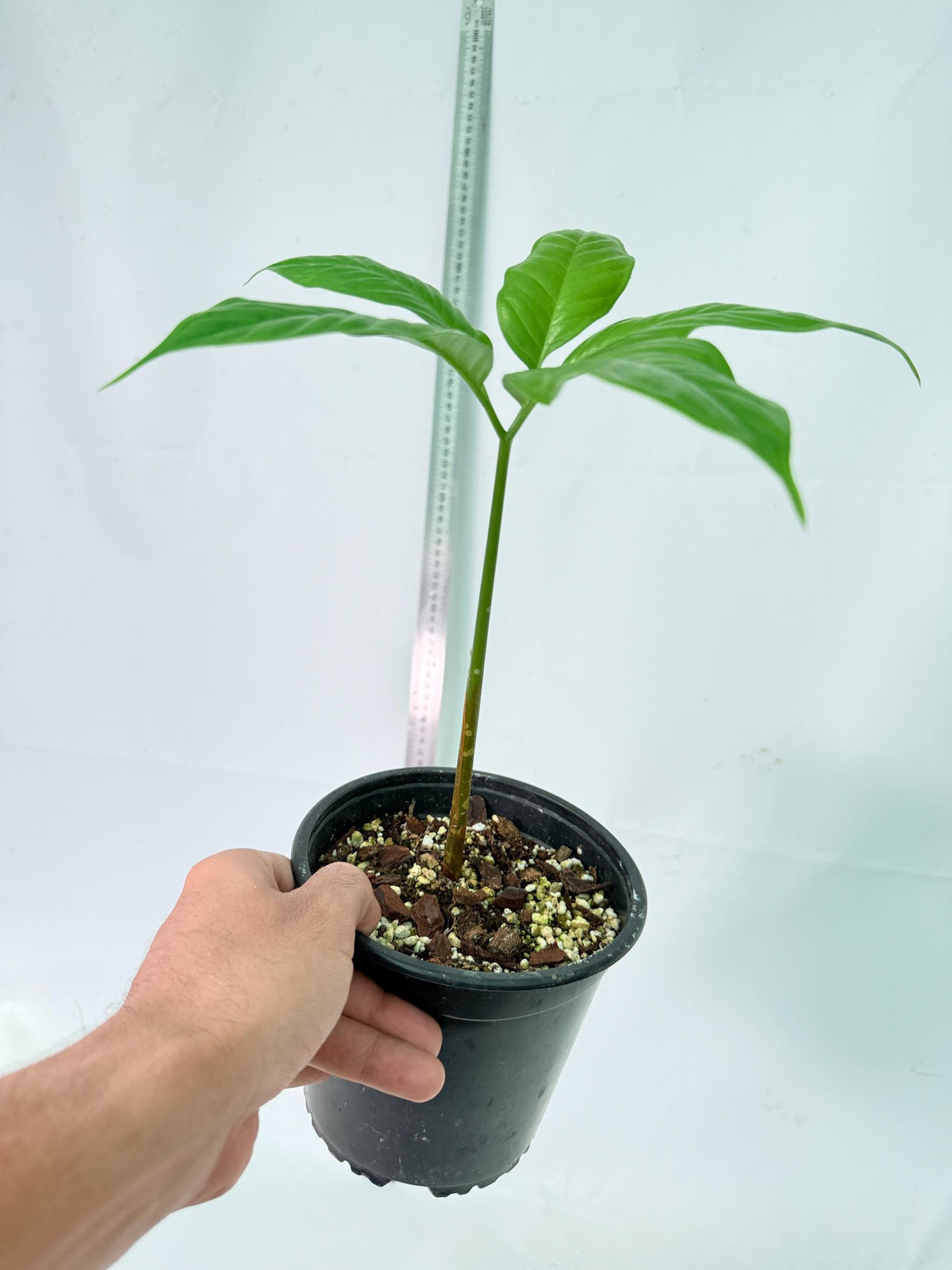 Amorphophallus Titanum 6