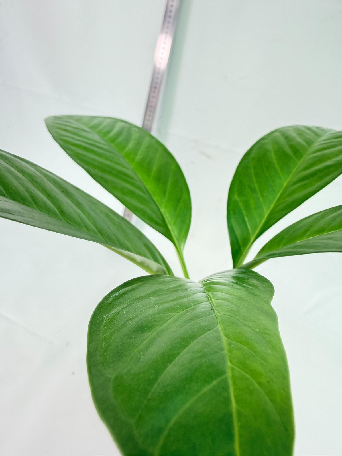 Amorphophallus Titanum 8