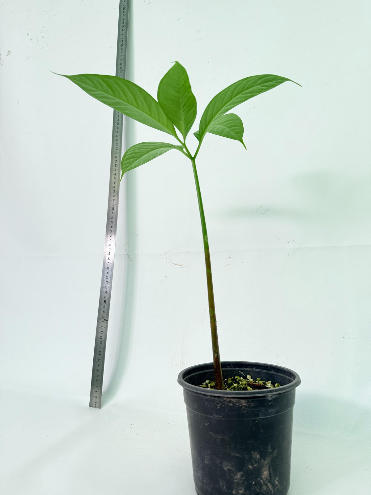 Amorphophallus Titanum 5