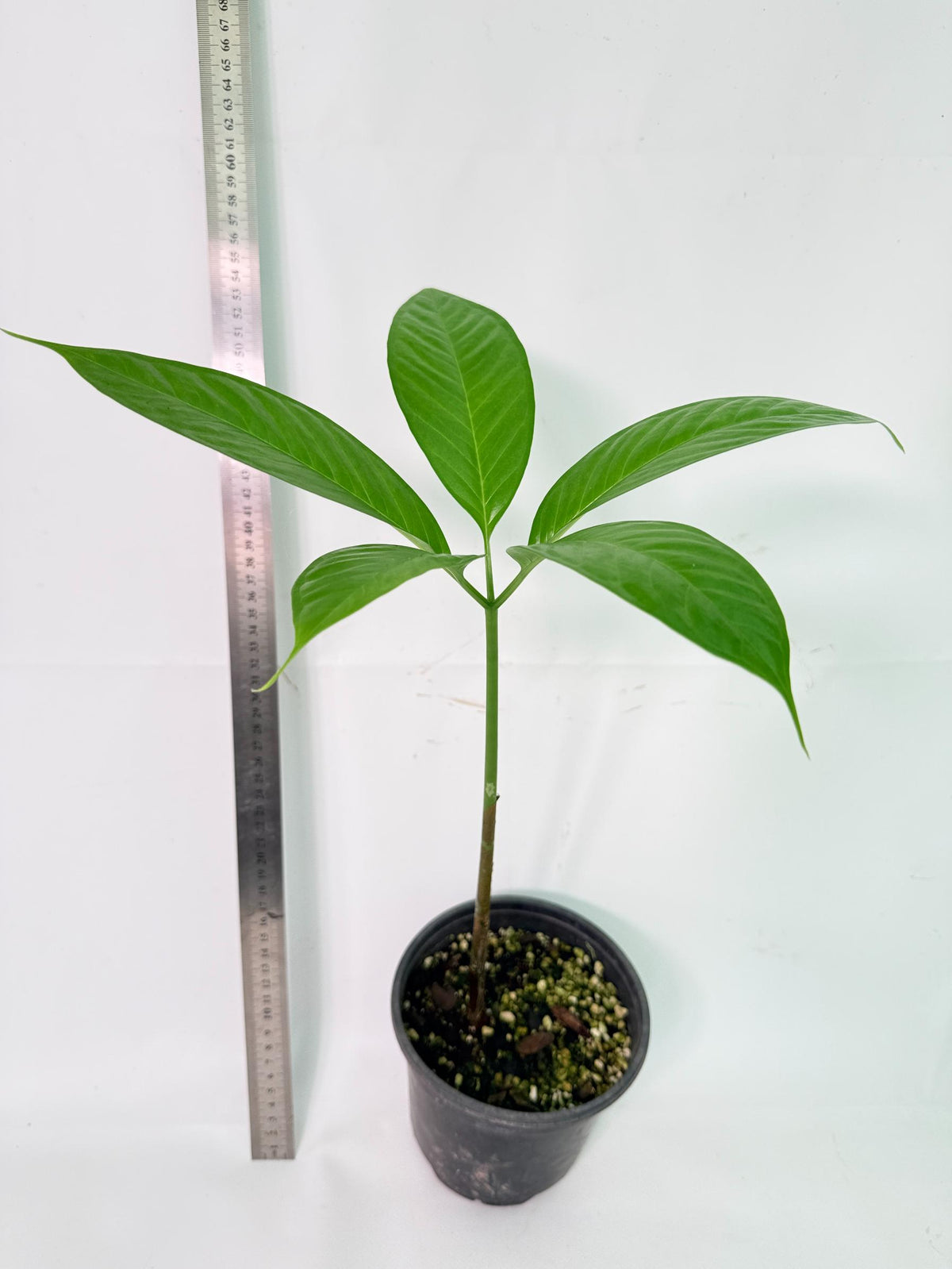 Amorphophallus Titanum 2