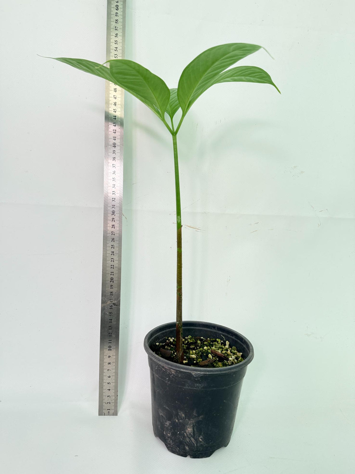 Amorphophallus Titanum 7