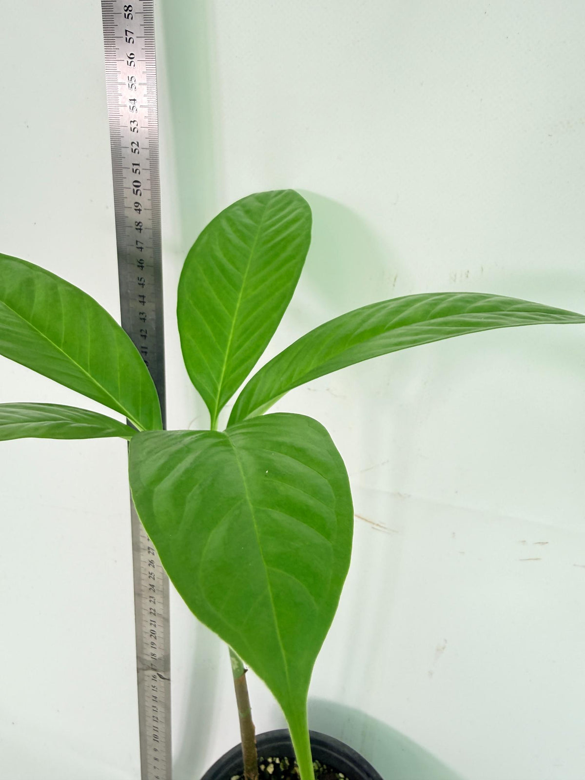 Amorphophallus Titanum 6