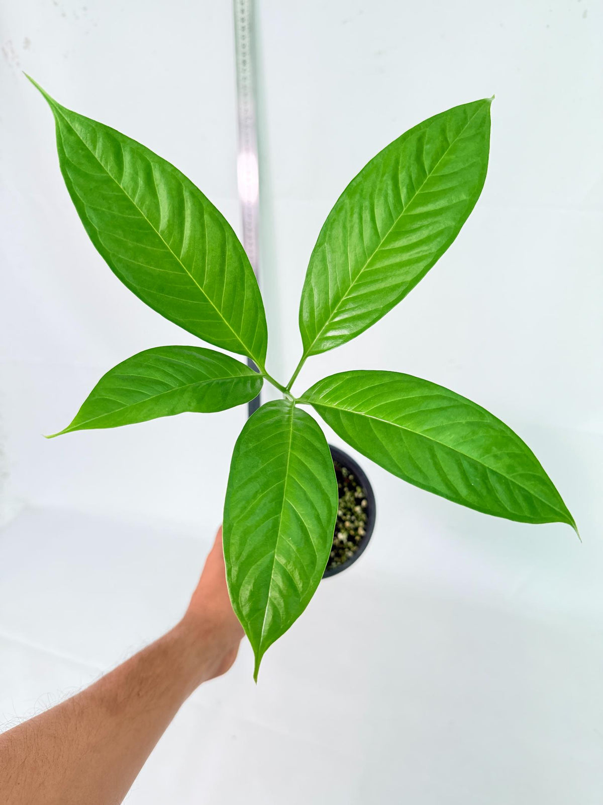 Amorphophallus Titanum 1
