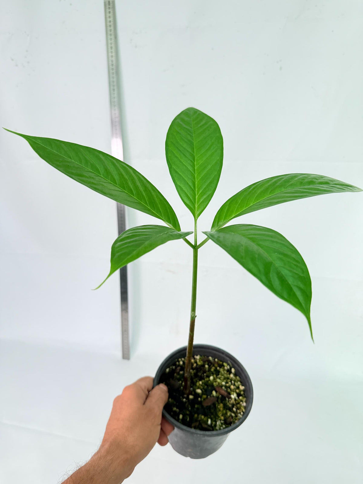 Amorphophallus Titanum 4