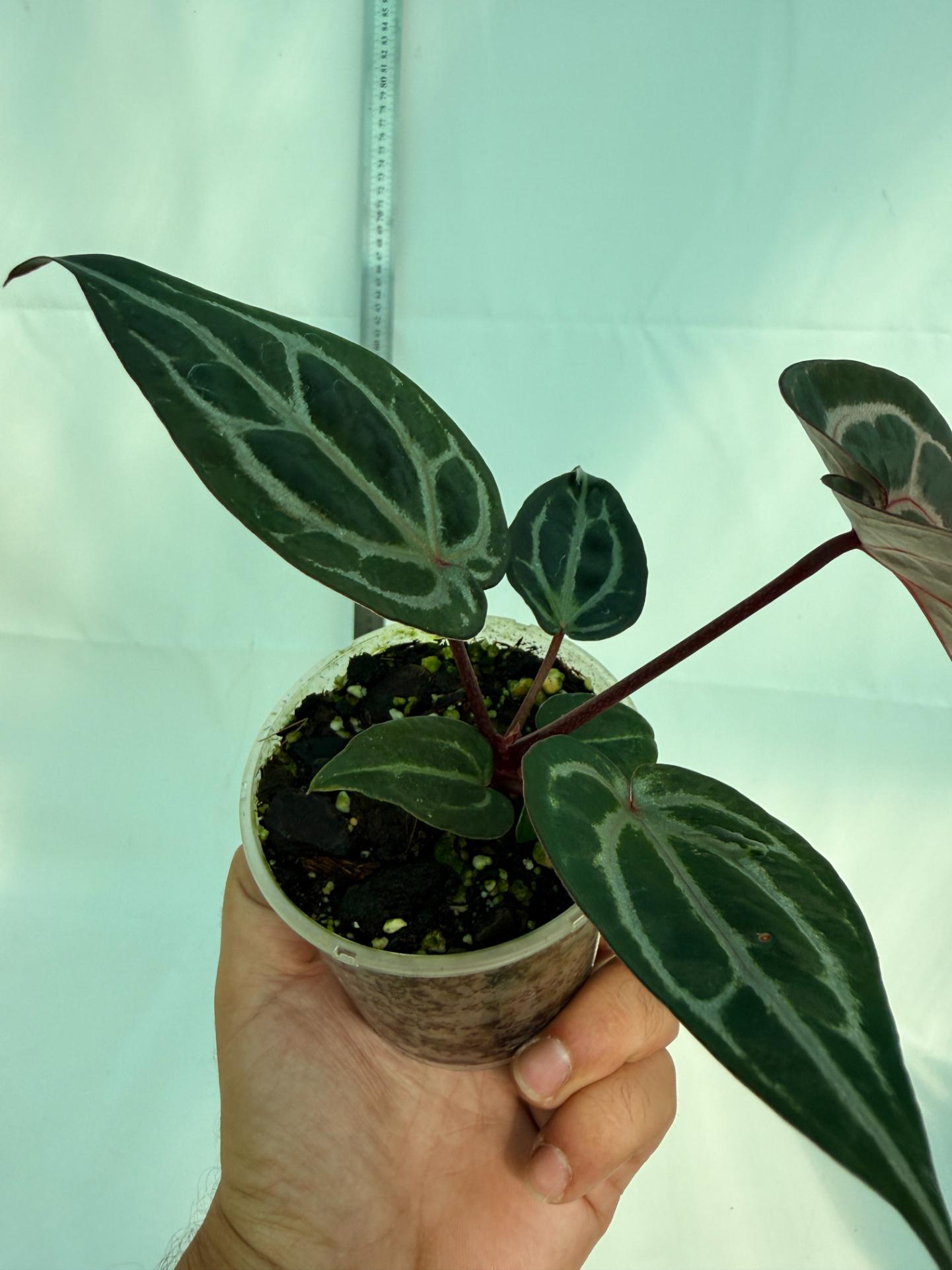 Anthurium Michelle 9