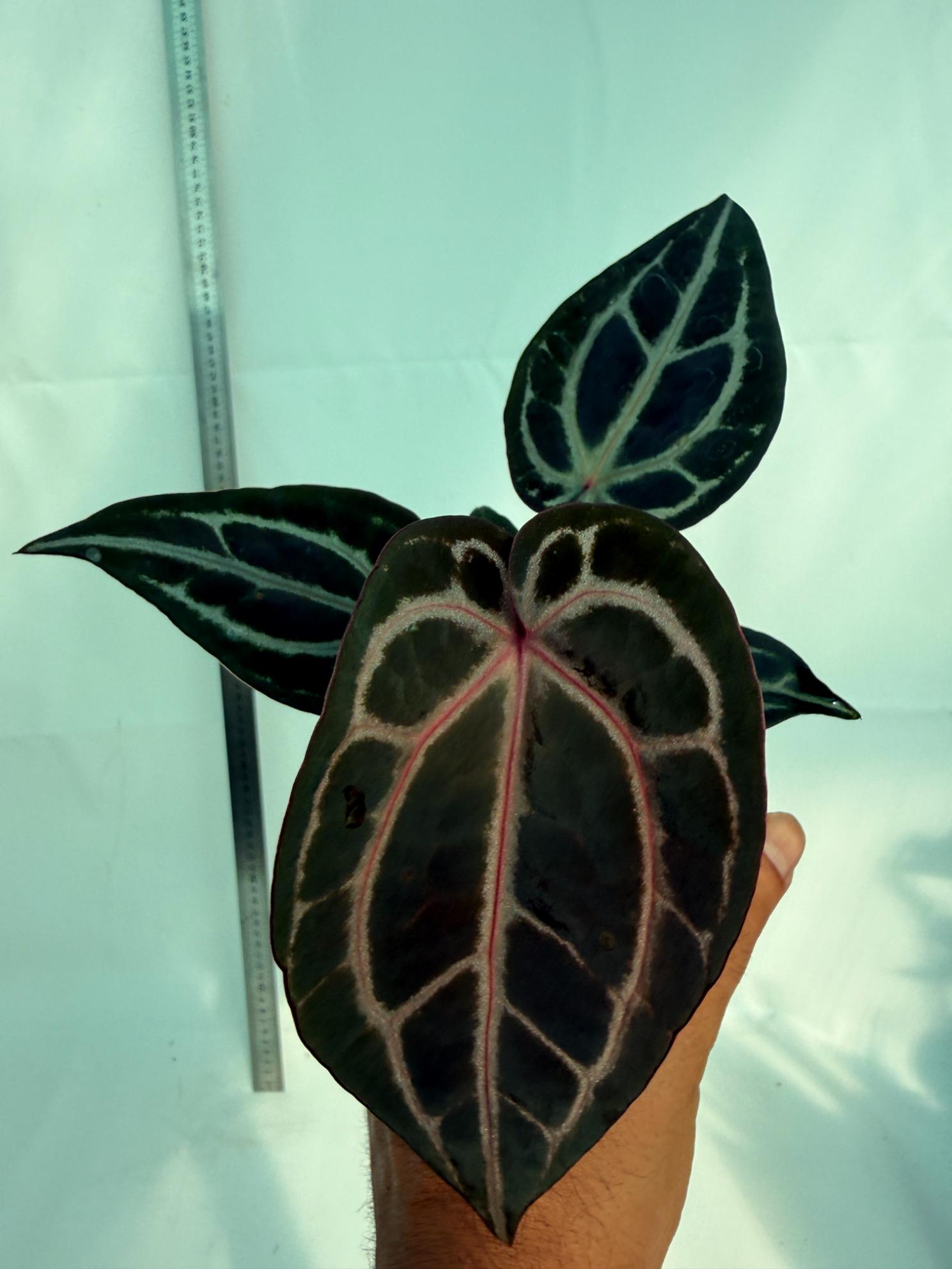 Anthurium Michelle 3